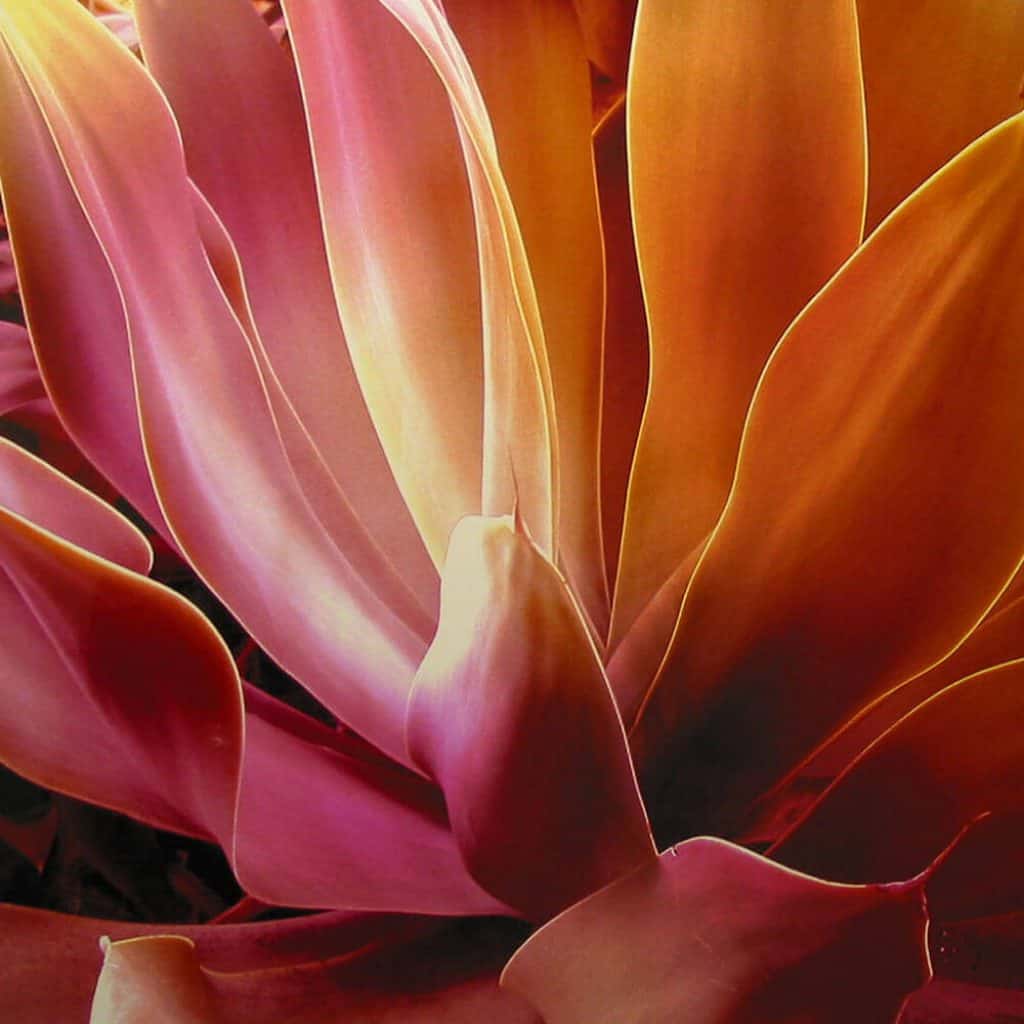 Photograph of red tinted agave created by DIG53 as commercial art